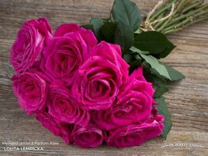ROSE LOLILTA LEMPICKA 50